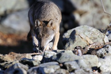 PARCO VAL GRANDE: “SUL LUPO TROVATO MORTO SOLO LA SCIENZA PUO’ DARE RISPOSTE CERTE”