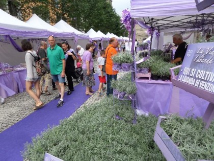 LAVANDA, SALDI E SOLIDARIETA’