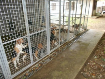 IL TAR RESPINGE IL RICORSO DEGLI AMICI DEGLI ANIMALI PER LA GESTIONE DEL CANILE. L’AMMINISTRAZIONE: “ORA CI ASPETTIAMO LE SCUSE”