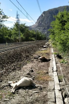 SANZIONATO IL PROPRIETARIO DEL GREGGE INVESTITO DAL TRENO