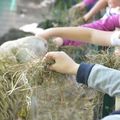 UN “OPEN DAY”  PER CONOSCERE IL CENTRO ESTIVO IN FATTORIA