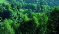 FINANZIATO ALLA PROVINCIA UN IMPORTANTE PROGETTO PILOTA IN AMBITO FORESTALE