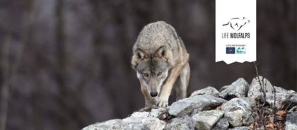 CINQUE LUPI AVVISTATI IN VALLE ANZASCA