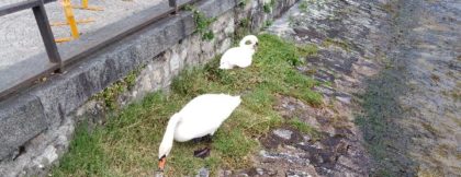 DIMEZZATE LE UOVA DI MAMMA CIGNO