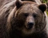 UN ORSO AI CONFINI DEL PARCO VAL GRANDE