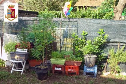 SCOPERTE DALLA POLIZIA PIANTE DI MARIJUANA IN UN GIARDINO