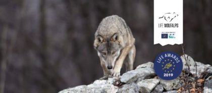 ANCHE IL VCO NEL CENSIMENTO NAZIONALE DEL LUPO. NUOVO ATTACCO IN VALLE VIGEZZO