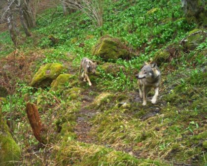 SI TORNA A PARLARE DI LUPI E ORSO SUI MONTI DEL VCO