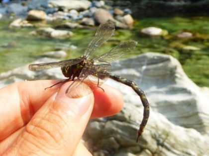 ANCORA UNA SCOPERTA SCIENTIFICA D’ECCEZIONE NEL PARCO VAL GRANDE