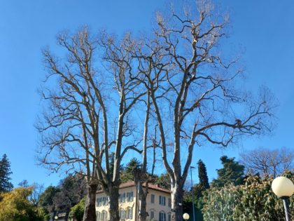 TRANSITO INTERROTTO IN VIA VITTORIO VENETO